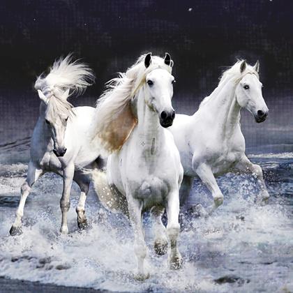 Obrazek z Haft diamentowy basci - konie