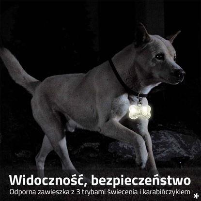 Obraz Świecący brelok LED na obrożę